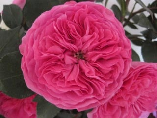 Baronesse_Garden_Rose_Boston_Florist.jpg