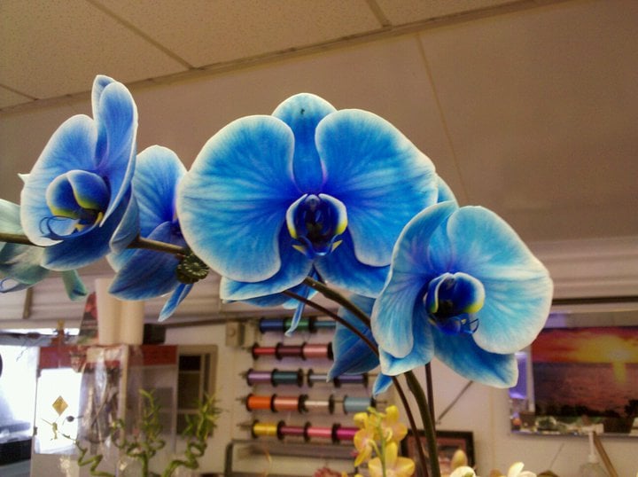 blue_orchid