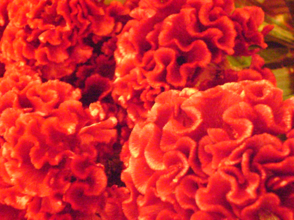 celosia-resized-600.jpg